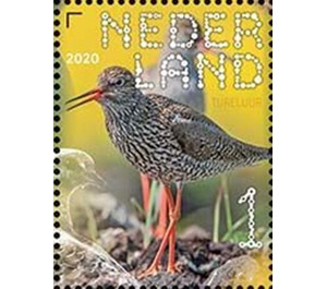 Common Redshank (Tringa totanus) - Netherlands 2020 - 1