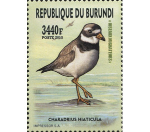Common Ringed Plover (Charadrius hiaticula) - East Africa / Burundi 2016
