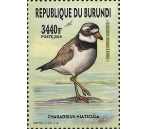 Common Ringed Plover (Charadrius hiaticula) - East Africa / Burundi 2016