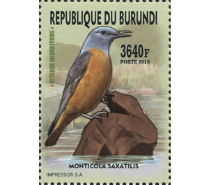 Common Rock Thrush (Monticola saxatilis) - East Africa / Burundi 2016