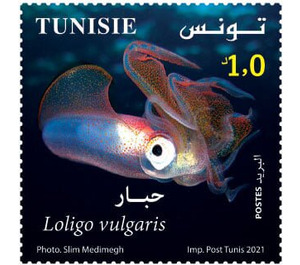 Common Squid (Loligo vulgaris) - Tunisia 2021 - 1