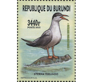 Common Tern (Sterna Hirundo) - East Africa / Burundi 2016