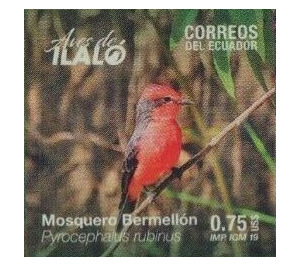 Common Vermilion Flycatcher (Pyrocephalus rubinus) - South America / Ecuador 2019 - 0.75