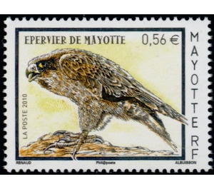 Comores Frances's Goshawk (Accipiter francesiae brutus) - East Africa / Mayotte 2010 - 0.56