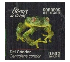 Condor Glass Frog (Centrolene condor) - South America / Ecuador 2019 - 0.50