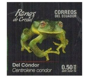 Condor Glass Frog (Centrolene condor) - South America / Ecuador 2019 - 0.50