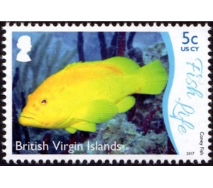 Coney Fish - Caribbean / British Virgin Islands 2017 - 5