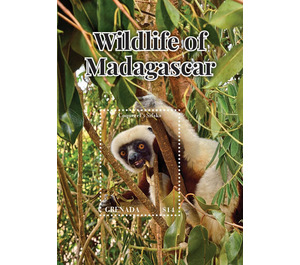 Coquerel's Sifaka (Propithecus coquereli) - Caribbean / Grenada 2020