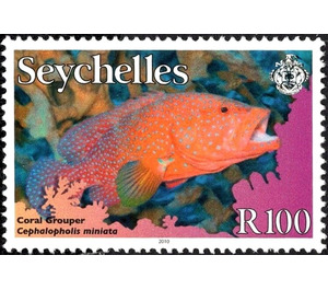 Coral Hind (Cephalopholis miniata) - East Africa / Seychelles 2010 - 100