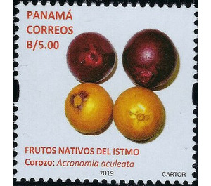 Corozo (Acrocomia aculeata) - Central America / Panama 2019 - 5