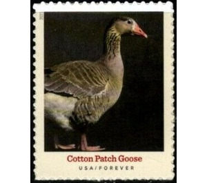 Cotton Patch Goose - United States of America 2021