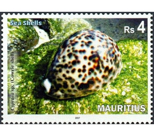 Cowrie Shell (Cypraea sp.) - East Africa / Mauritius 2017
