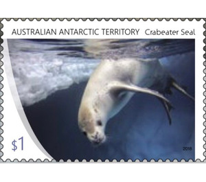 Crabeater Seal - Australian Antarctic Territory 2018 - 1