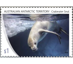 Crabeater Seal - Australian Antarctic Territory 2018 - 1