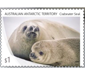 Crabeater Seal - Australian Antarctic Territory 2018 - 1