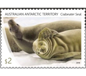 Crabeater Seal - Australian Antarctic Territory 2018 - 2