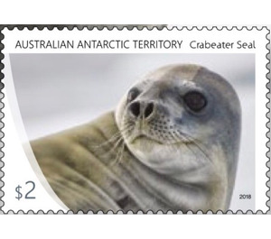 Crabeater Seal - Australian Antarctic Territory 2018 - 2