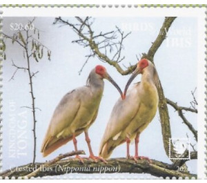 Crested ibis (Nipponia nippon) - Polynesia / Tonga 2020