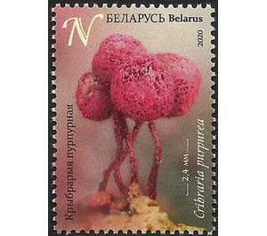 Cribraria purpurea - Belarus 2020