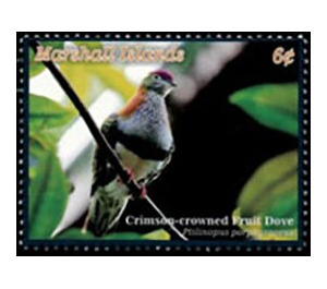 Crimson-Crowned Fruit Dove (Ptilinopus porphyraceus), - Micronesia / Marshall Islands 2020 - 6