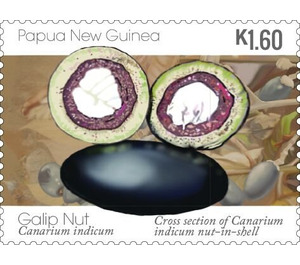 Cross Section of Nut - Melanesia / Papua and New Guinea / Papua New Guinea 2019 - 1.60