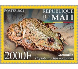 Crowned Bullfrog (Hoplobatrachus occipitalis) - West Africa / Mali 2021