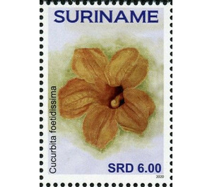 Cucurbita foetidissima - South America / Suriname 2020 - 6
