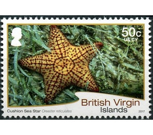 Cushion Sea Star - Caribbean / British Virgin Islands 2017 - 50