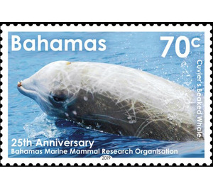 Cuvier's Beaked Whale (Ziphius cavirostris) - Caribbean / Bahamas 2019 - 70