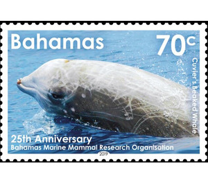 Cuvier's Beaked Whale (Ziphius cavirostris) - Caribbean / Bahamas 2019 - 70
