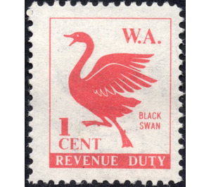 Cygnus atratus (black swan) - Western Australia 1966