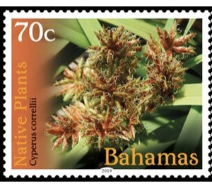 Cyperus correllii - Caribbean / Bahamas 2019 - 70