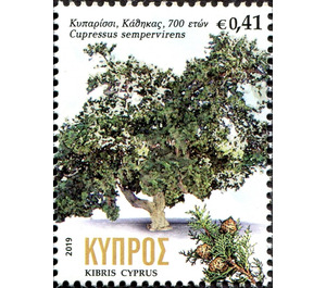 Cypress in Kathikas, 700 years old - Cyprus 2019 - 0.41