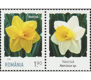 Daffodil - Romania 2020 - 1.90