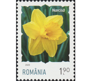 Daffodil - Romania 2020 - 1.90