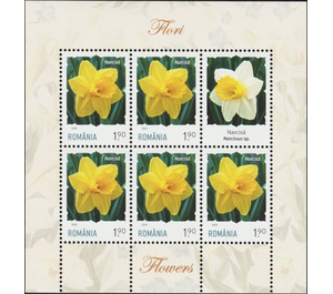 Daffodil - Romania 2020