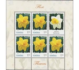 Daffodil - Romania 2020