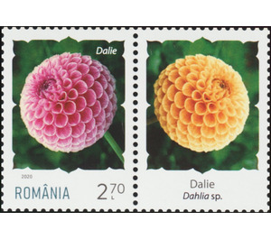 Dahlia - Romania 2020 - 2.70