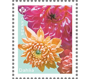 Dahlias - Canada 2020