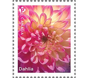 Dahlias - Canada 2020