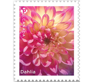 Dahlias (from Booklet Pane) - Canada 2020