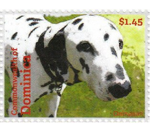 Dalmatian (Canis lupus familiaris) - Caribbean / Dominica 2013 - 1.45