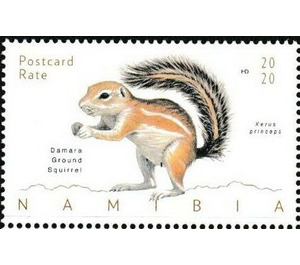 Damara Ground Squirrel (Xerus princeps) - South Africa / Namibia 2020