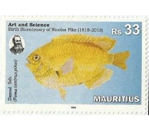 Damsel fish (Pomacentrus pikei) - East Africa / Mauritius 2018 - 33