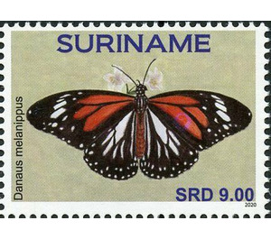 Danaus melanippus - South America / Suriname 2020 - 9