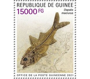 Dapalis macrurus - West Africa / Guinea 2021
