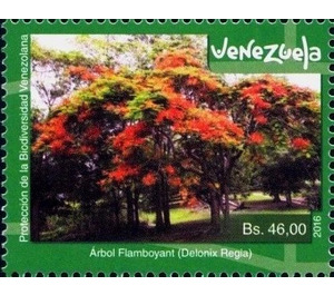 Delonix regia - South America / Venezuela 2016 - 46