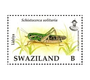Desert Locust (Schistocerca solitaria) - South Africa / Swaziland 2012
