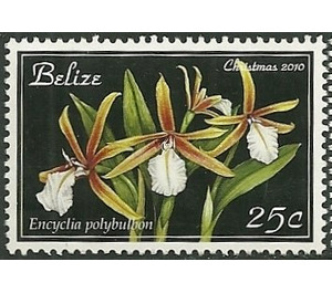 Dinema polybulbon (syn.Encyclia polybulbon) - Central America / Belize 2010 - 25