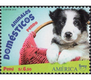 Dog - South America / Peru 2019 - 6.50
